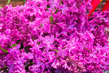 Blooming lilac as a background