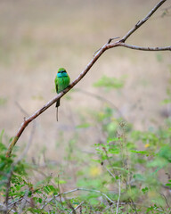 Beautiful green bee eater bird perch photograph at Yala national park.