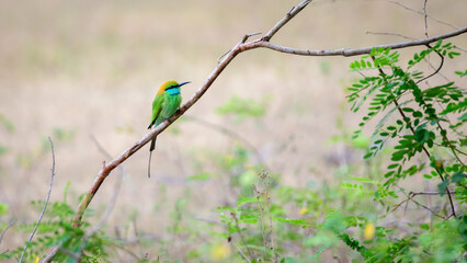 Beautiful green bee-eater bird perch photograph at Yala national park.