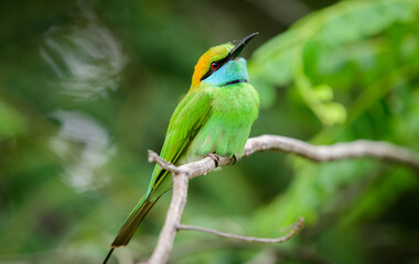 Cute green bee-eater bird profile close-up detailed photograph. Green bee-eater perch at Yala national park, Sri Lanka