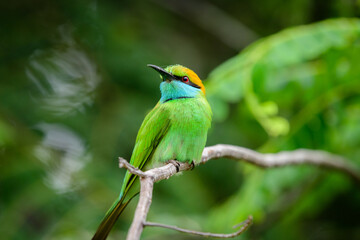 Cute green bee-eater bird profile close-up detailed photograph. Green bee-eater perch at Yala national park, Sri Lanka