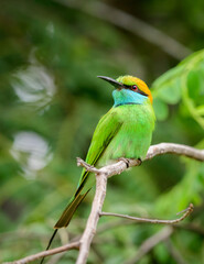Cute green bee-eater bird profile close-up detailed photograph. Green bee-eater perch at Yala national park, Sri Lanka