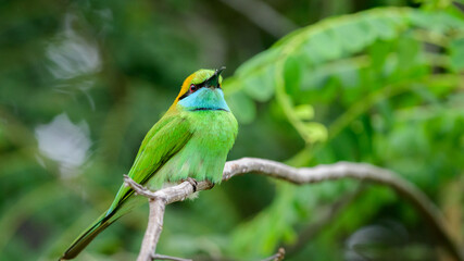 Cute green bee-eater bird profile close-up detailed photograph. Green bee-eater perch at Yala national park, Sri Lanka