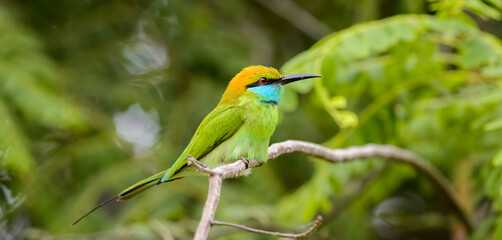 Colorful bee-eater bird perch side view photograph. yala national park, Sri Lanka.