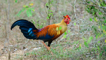 Beautiful Sri Lankan junglefowl foraging at Yala national park, the colorful national bird of Sri Lanka.