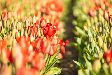 close up red tulip field netherlands