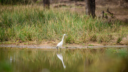 White egret and the reflection on the water surface, hunting on the shore of a waterhole.