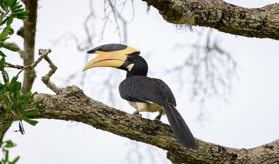Malabar pied hornbill perch on a tree branch, rear close up view. large yellow-billed exotic bird...