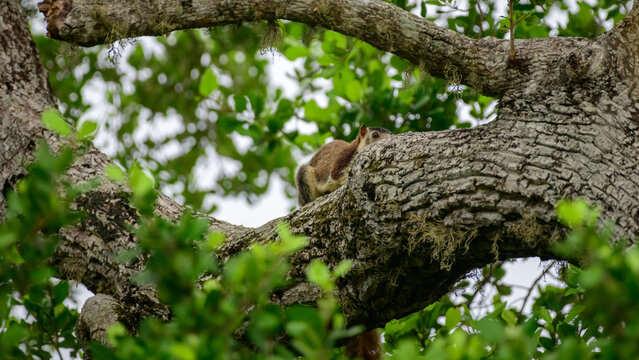 A grizzled giant squirrel was spotted hiding behind the tree trunk in Yala national park.