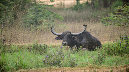 Obraz premium Long-horned wild water buffalo resting in the grass field after a mud bathe. Siting and watchful of the surroundings at Yala national park.