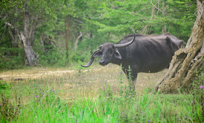 Fototapeta premium Wild Water Buffalo with unusual large horns, two unbalanced horns growing in opposite directions.