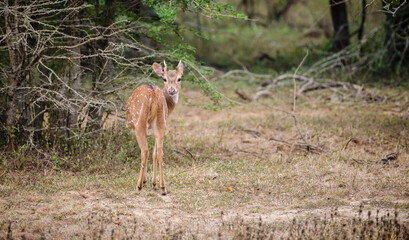 Young Ceylon spotted deer stop and looked back. small antlers immerging on the young male deer. photo captured in its natural habitat in Yala national park.