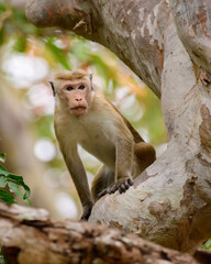 Amazing young toque macaque monkey looking down curiously, beautifully framed by the large tree trunk and the main branches, Isolated in its natural habitat at Yala national park.