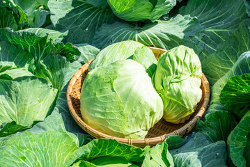 Fresh organic vegetable cabbage picked from vegetable garden