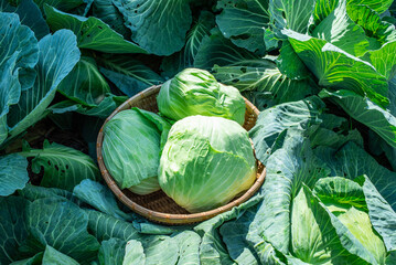 Fresh organic vegetable cabbage picked from vegetable garden
