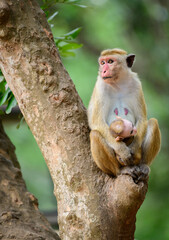 Amazing wild Toque macaque family portrait, mom and baby monkey sitting on a tree and looking side. Photographed in Yala national park.