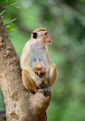 Beautiful Toque macaque family portrait, mom and baby monkey sitting on a tree and looking side. Photographed in Yala national park. © nilanka