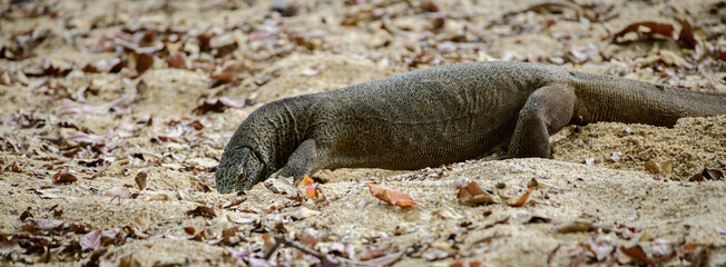 Bengal monitor digging the soil searching for buried eggs side view photograph.