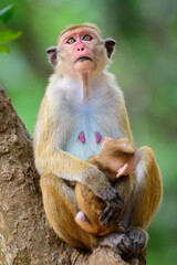 Toque macaque and a newborn baby, sitting on a tree and looking up. Close up monkey portraiture photograph