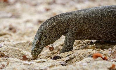 Bengal monitor digging the soil searching for buried eggs close-up shot.