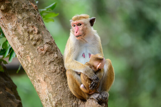 Mother toque macaque monkey holding its newborn baby, sitting on a tree. Close-up monkey family photograph.