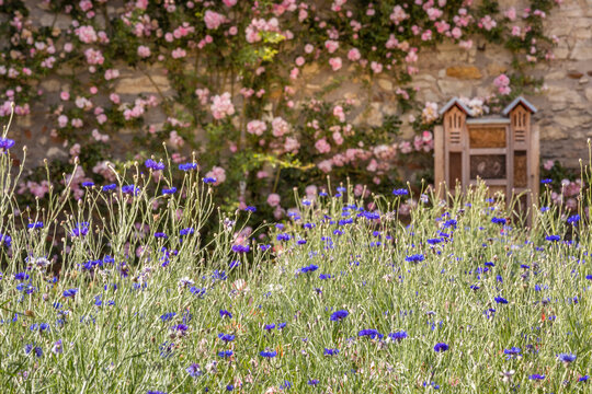 Bauerngarten mit Kornblumen, Kletterrosen und Insektenhotel im Rosengarten von Eltville