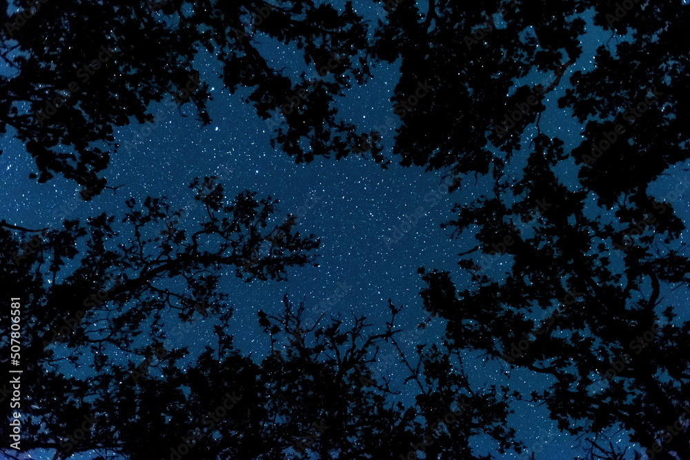 Wall mural view of the starry sky in the forest
