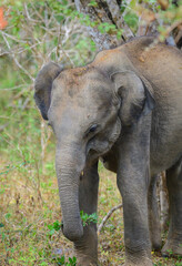 Fototapeta premium Young baby elephant eating green leaves at Yala national park. Isolated baby elephant front view portrait photo.
