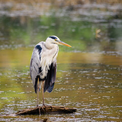 Beautiful Gray heron bird standing tall in the driftwood on the shore of the lake in the evening, fishing in the evening at Yala national park.