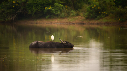 Wild water buffalo and white egret, egret standing on the back of the wild buffalo. buffalo cooling off in the lake in the evening at Yala national park.