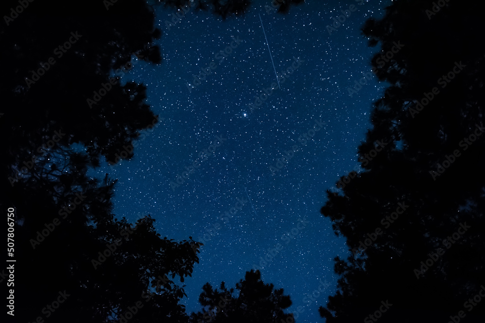Wall mural view of the starry sky in the forest