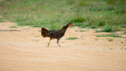 Female jungle fowl running in the sand at Yala national park. Making loud noises as its runs across...