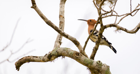 Beautiful Eurasian hoopoe bird perch at Yala national park. © nilanka