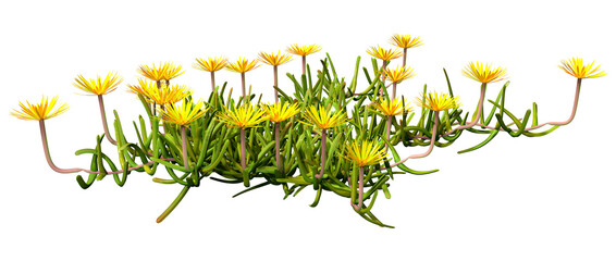 3D Rendering Mesembryanthemum Plants on White