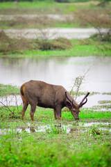 Fototapeta premium Stag grazing grass in the marshes in Yala national park, Majestic male Sri Lankan sambar deer side view, beautiful natural habitat.