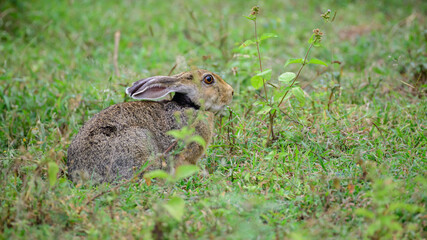 Naklejka na ściany i meble The Indian hare resting in the grass field close up side view photograph.
