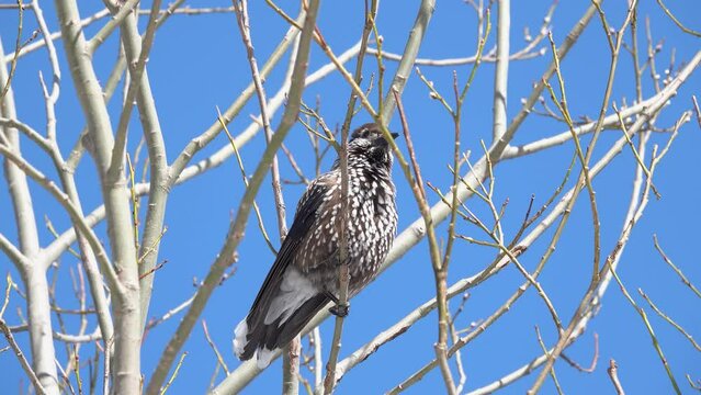 spotted nutcracker sitting against the blue sky and combing out feathers, Tatra National Park. Zakopane, Poland