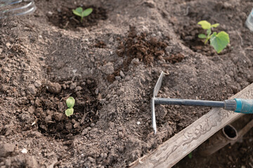 Seedlings on the Polycarbonate greenhouse. Gardening. Shoots and plants, growing,windowsill. Selective focus