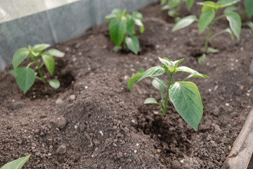 Seedlings on the Polycarbonate greenhouse. Gardening. Shoots and plants, growing,windowsill. Selective focus