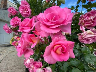 pink roses on plant