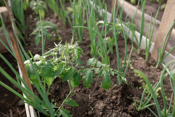 Seedlings on the Polycarbonate greenhouse. Gardening. Shoots and plants, growing,windowsill. Selective focus