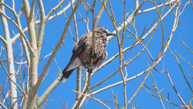 spotted nutcracker sitting against the blue sky and combing out feathers, Tatra National Park. Zakopane, Poland
