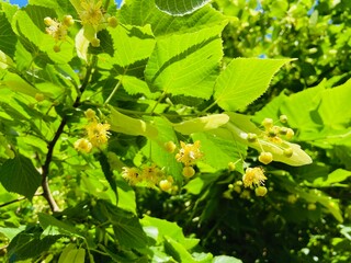 Fototapeta na wymiar Linden flowers on tree . This flowers and leaf for making tea.