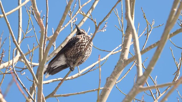 spotted nutcracker sitting against the blue sky, Tatra National Park. Zakopane, Poland