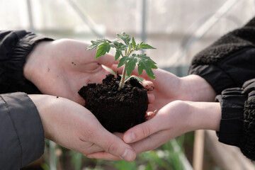 agriculture teamwork. farmers team hands plant a small plant in the ground soil. business teamwork agriculture concept. team man and woman hands close up with plant plant in eco mud soil