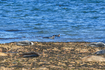 Fototapeta premium A scenic view of a seal herd with 2 of them with open mouth on a rocky beach along majestic blue sea