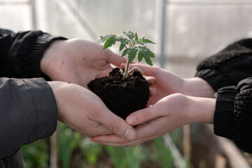 agriculture teamwork. farmers team hands plant a small plant in the ground soil. business teamwork agriculture concept. team man and woman hands close up with plant plant in eco mud soil