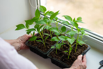 Elderly woman holds a box of seedlings at home on windowsill. Growing vegetables bell pepper sprouts from seeds at home.