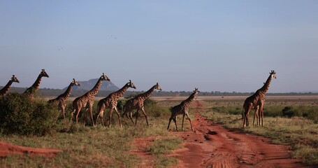 A family of giraffe walk in the Tsavo reserve