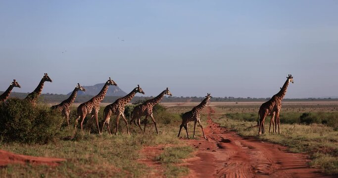 A family of giraffe walk in the Tsavo reserve